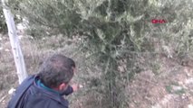 Burdur Lisinia'daki Zeytin Üretimi Burdur Gölü'nün Kurtarılmasına Katkı Sağlayacak