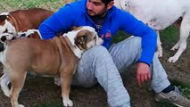 Bulldog Inglese