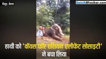 वायरल हो रहा हाथी की पिटाई का वीडियो