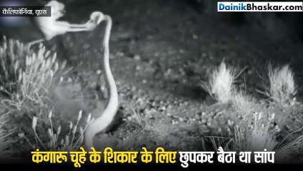 इस जीव ने सांप से बचने के लिए कुंग फू स्टाइल में मारी किक