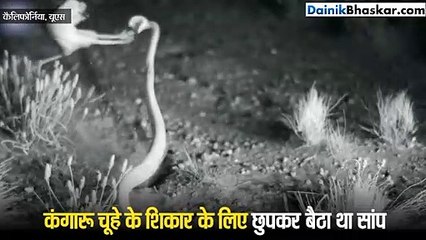 इस जीव ने सांप से बचने के लिए कुंग फू स्टाइल में मारी किक