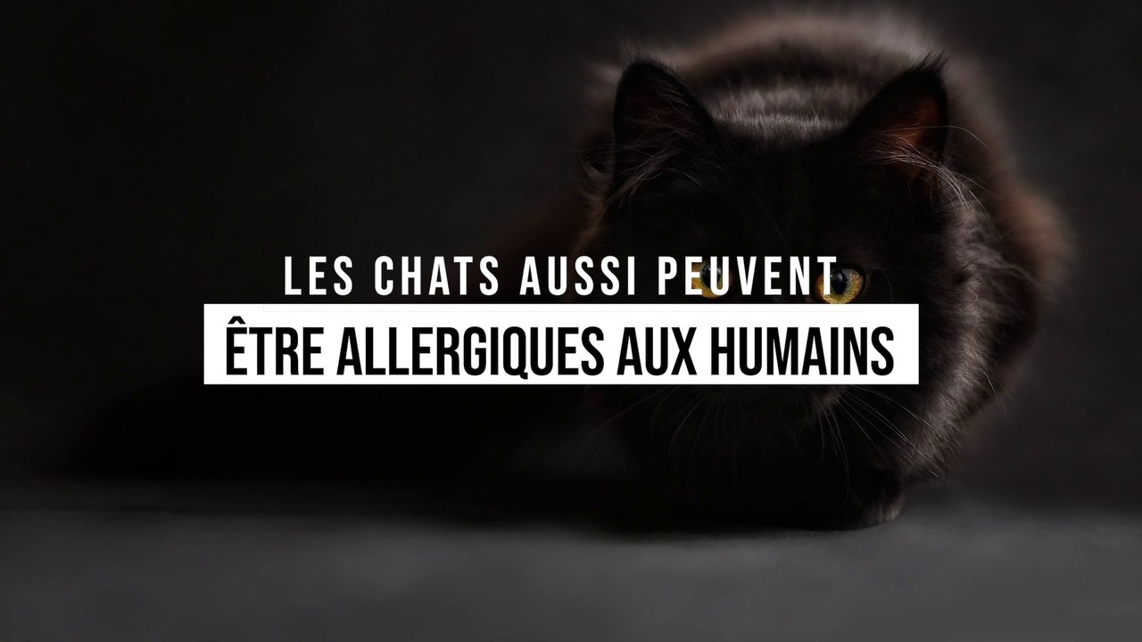 Des chats peuvent être allergiques aux humains