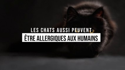Des chats peuvent être allergiques aux humains