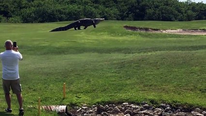 Un alligator géant est venu perturber une partie sur le golf de de Savannah Harbor