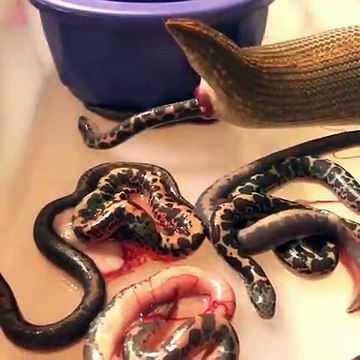 Un énorme serpent donne naissance à ses petits. Splendide !