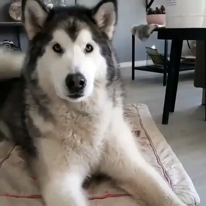 Un chien qui chante le refrain de "happy". Incroyable !