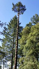 Man Removes Tree, Tree Tries to Remove Man