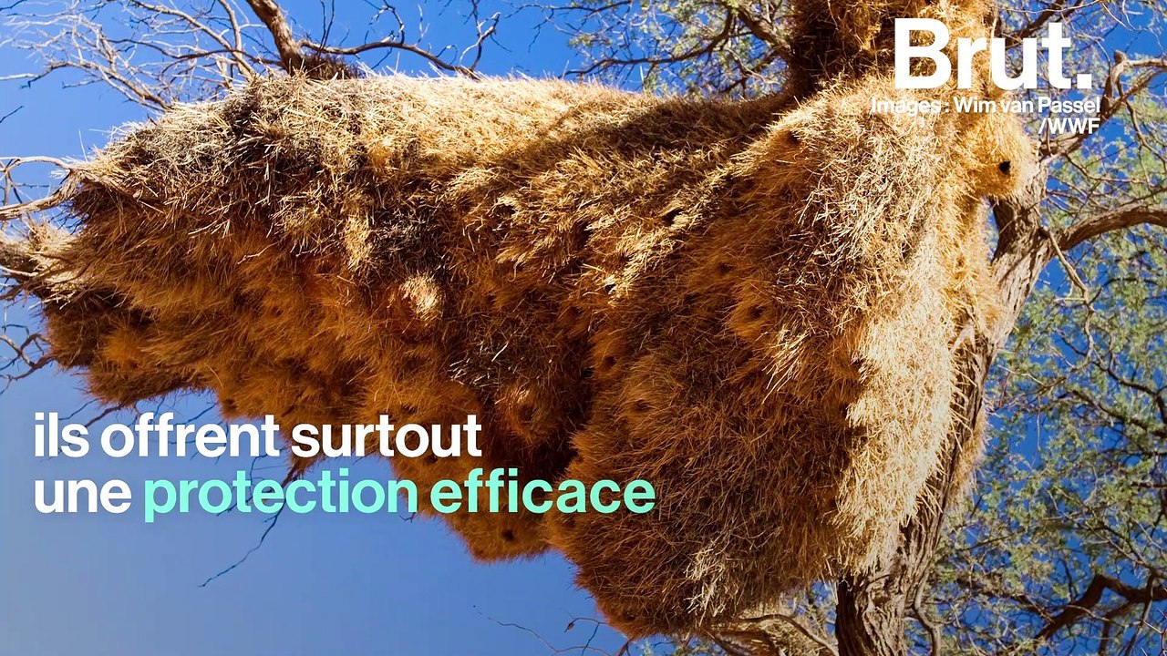 Ces oiseaux vivent en colonie dans d'immenses nids