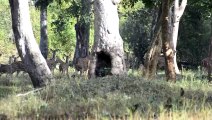 Huge Tiger Strolls Through Herd of Spotted Deer