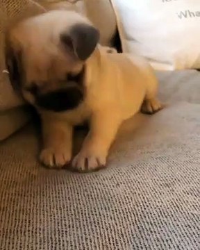 Ce chiot voit pour la première fois un glaçon. Essayez de ne pas rire !