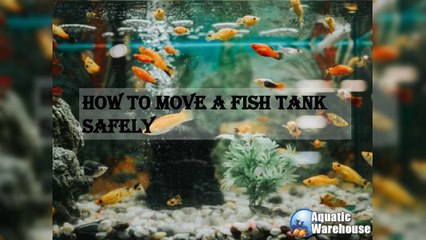 How to Move a Fish Tank Safely