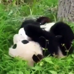 Ce que fait ce panda va vous donner le sourire. Adorable !