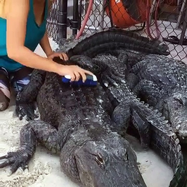 Honnêtement les perroquets sont les plus mignons des oiseaux. Regardez !