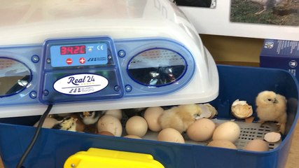 Les écoliers de La Croix du Lude guettent l’éclosion des poussins