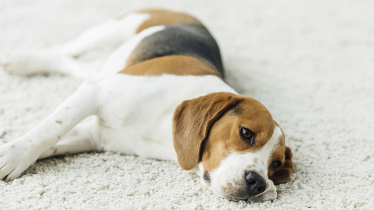 Enfermedades de próstata en perros