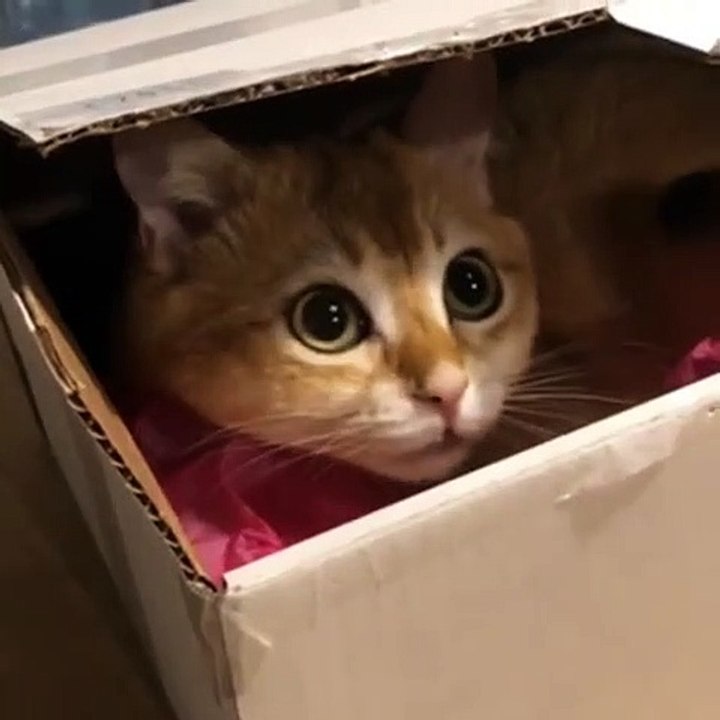 Ce chaton trop mignon va vous donner envie de caresser votre écran !