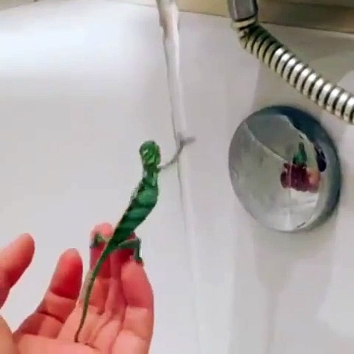 Quand un caméléon essaye de se laver les mains. Hilarant !