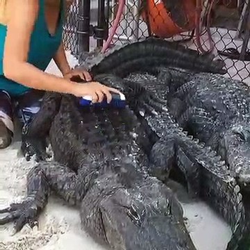 Incroyable mais vrai, cette femme brosse un crocodile !