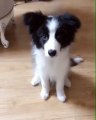 Le dressage de ce chiot ne se passe pas comme prévue. Trop mimi !