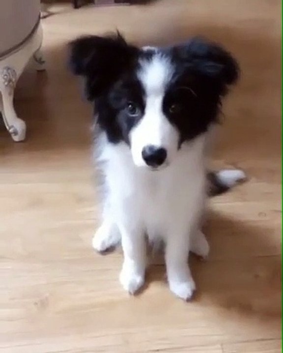 Le dressage de ce chiot ne se passe pas comme prévue. Trop mimi !