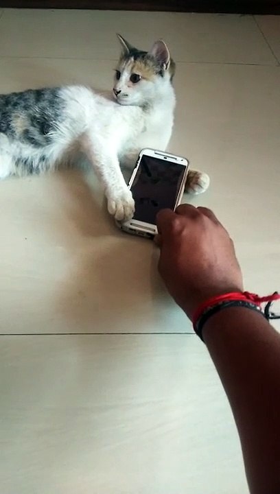 Naughty kitten won't let his owner use the phone