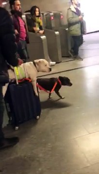 Lazy dog hitches ride on owner's suitcase while going through Paris subway