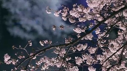 Tokyo s’illumine la nuit pour les cerisiers