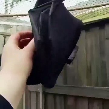 Admirez la chauve souris la plus élégante du monde !