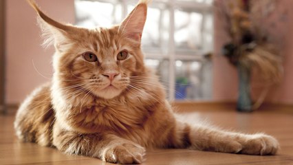 Maine coon, el gato de María Antonieta