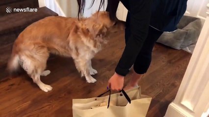 Golden retriever's super-excited reaction to a new puppy little sister
