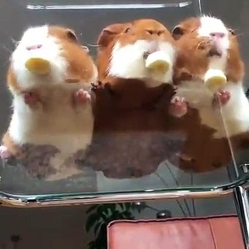 Quand trois cochons d'Inde déguste de la banane, voici ce que ça donne !