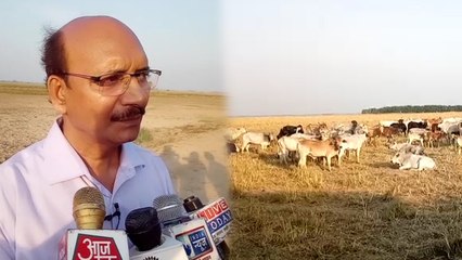 संतकबीरनगर: एसडीएम गए तो देखा कि सरकारी पशुशाला में मृत पड़े हैं कई गौवंश