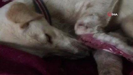 Siverek'te Yaralanan Köpek Ticari Taksi ile İstanbul'a Gönderildi