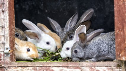 ¿Qué le doy de comer a mi conejo?