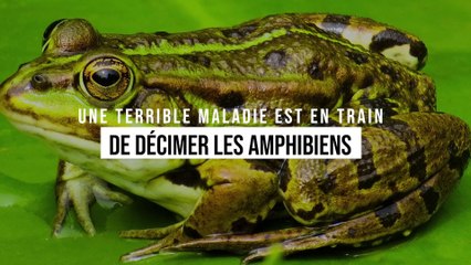 Une terrible maladie décime les amphibiens