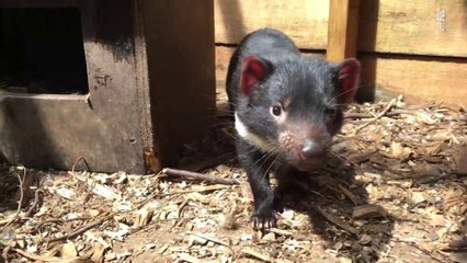 Ce refuge protège les diables de Tasmanie en voie d’extinction