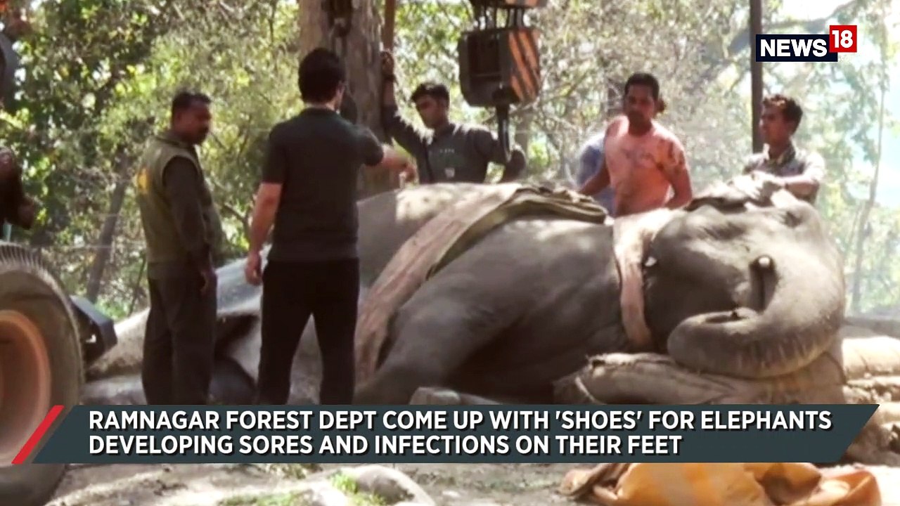 Elephant With Sore Feet Gets 'Shoes' For The First Time In India