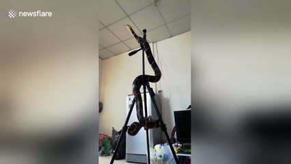 Pet mangrove snake slithers up camera tripod thinking it's a tree
