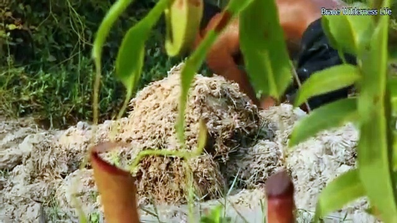 Dig source groundwater to build amazing swimming pool - house under termite mound