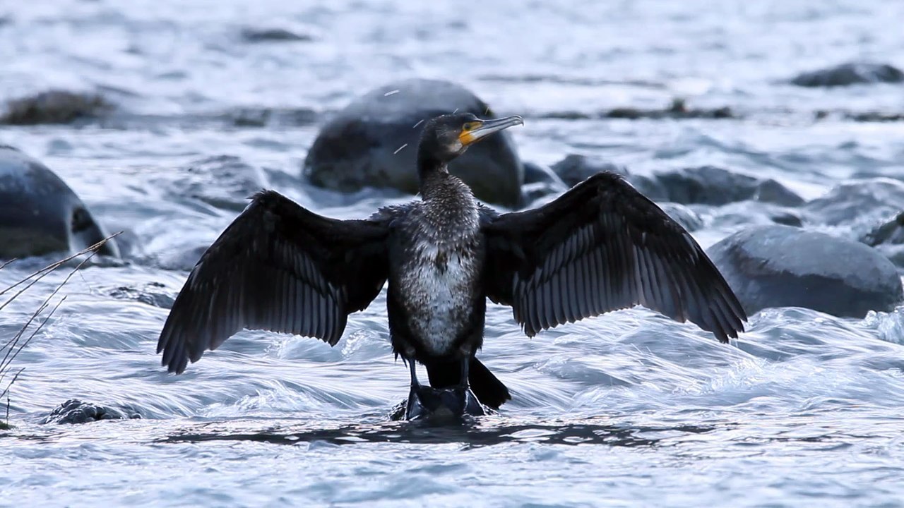 Grand cormoran et petit cincle...