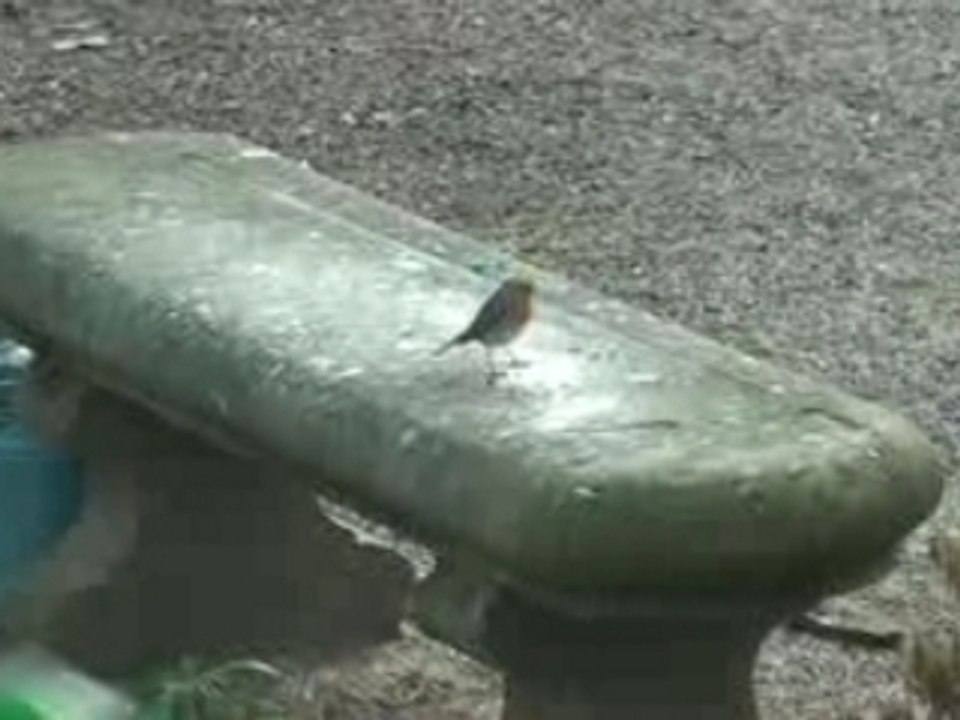 Nature oiseau rouge-gorge