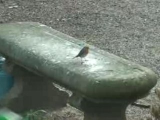 Nature oiseau rouge-gorge