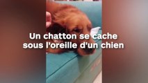 Un chaton se cache sous oreille d'un chien !