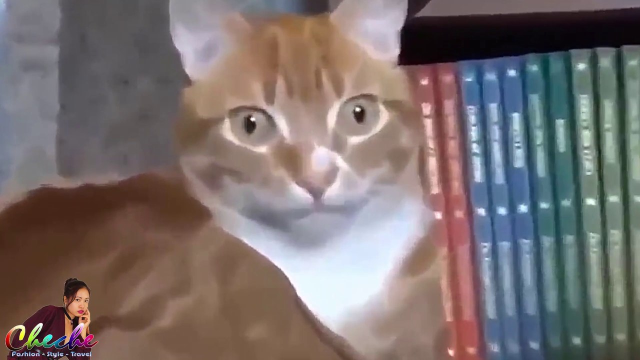 Funny Cats Video Compilation Part 2