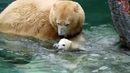 コペンハーゲン動物園の赤ちゃんのプールデビュー (Mar28_2019)