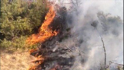 Report Tv - Zjarret, Haki Çako: 99% janë të qëllimshëm, përgjegjësia e bashkive