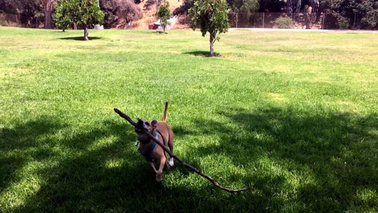 "American Ninja Warrior Junior" - Exclusive Clip