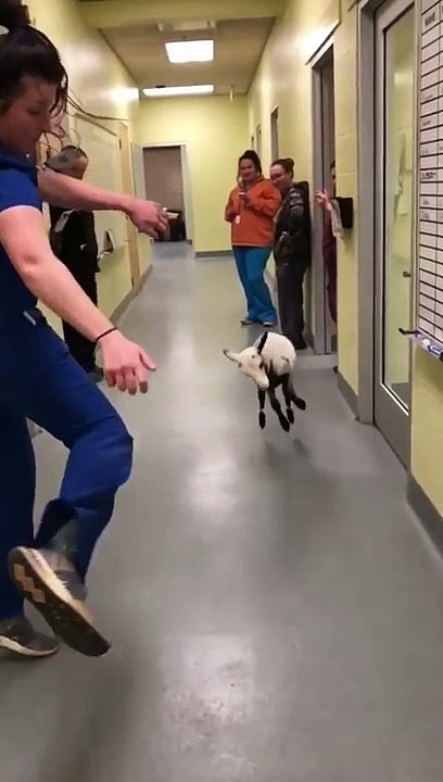 Un agneau danse dans un couloir
