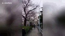 Pretty in pink: Time-lapse of Tokyo cherry blossoms in full bloom