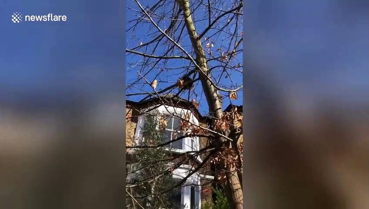 Squirrel 'screams in ecstasy' when eating waffle up a London tree
